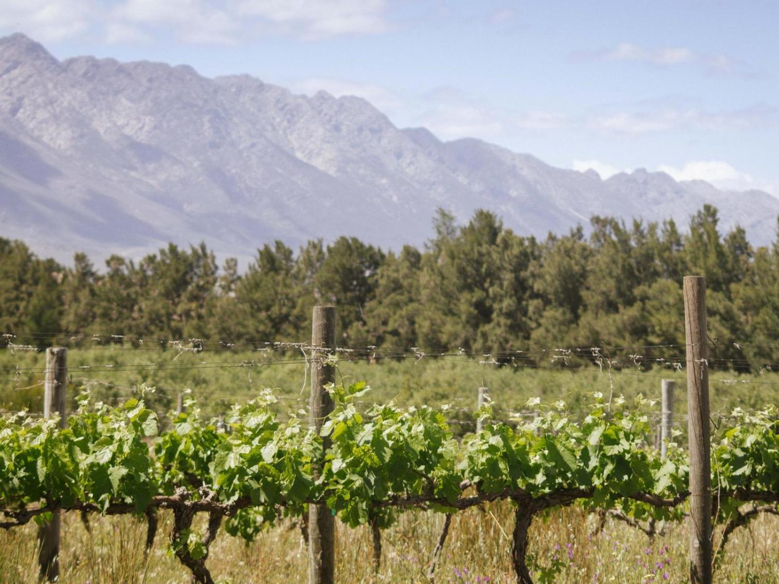 图尔巴 Duikersdrift Winelands Country Escape酒店 外观 照片