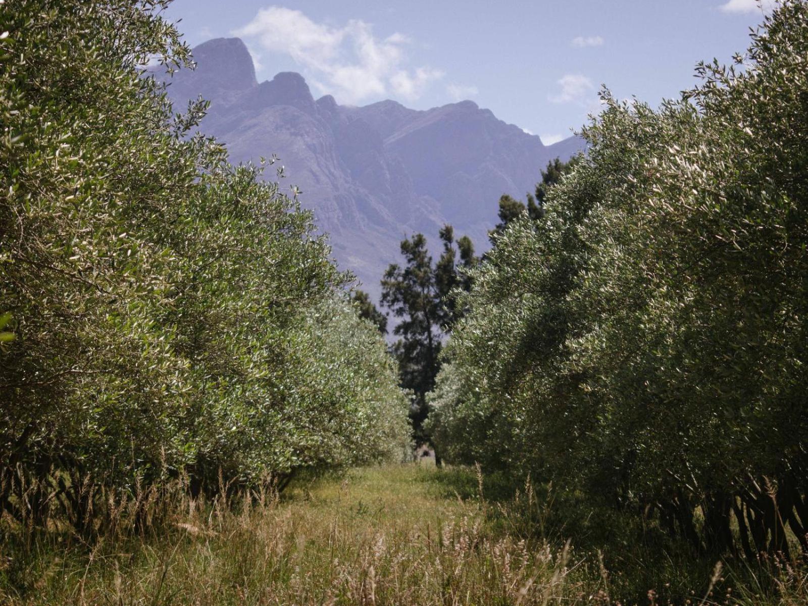图尔巴 Duikersdrift Winelands Country Escape酒店 外观 照片