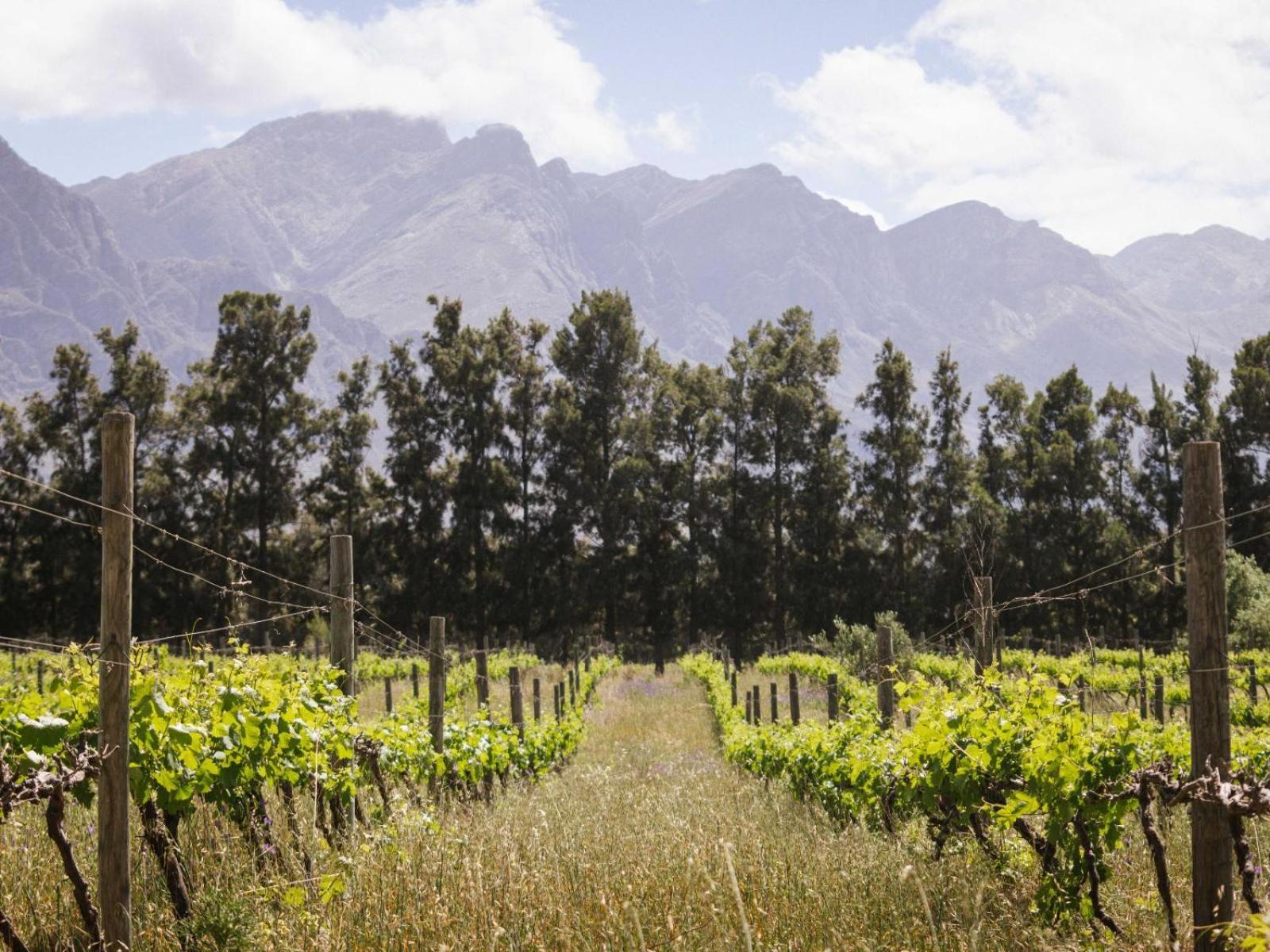 图尔巴 Duikersdrift Winelands Country Escape酒店 外观 照片