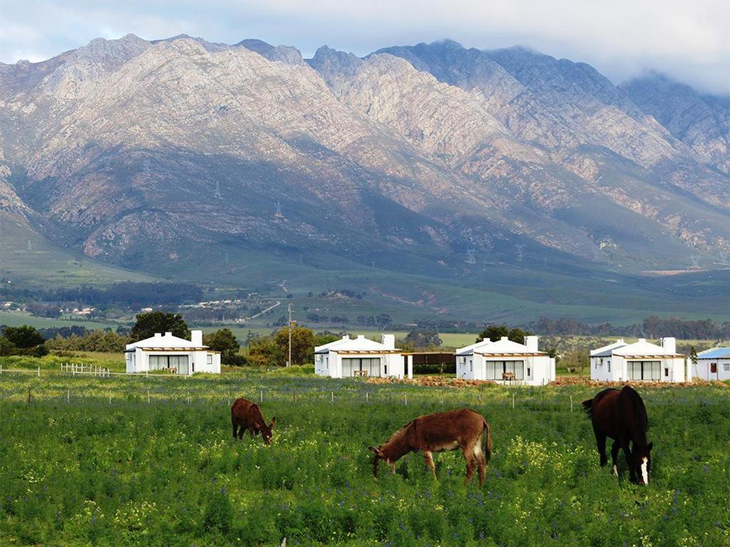 图尔巴 Duikersdrift Winelands Country Escape酒店 外观 照片